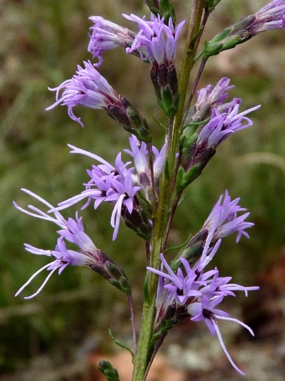 {Liatris microcephala}